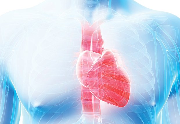 3D Model of chest highlighting the heart